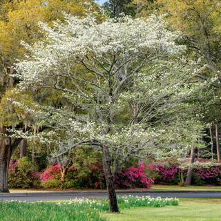 7 Gal. White Flowering Dogwood Tree DOGWHI07G