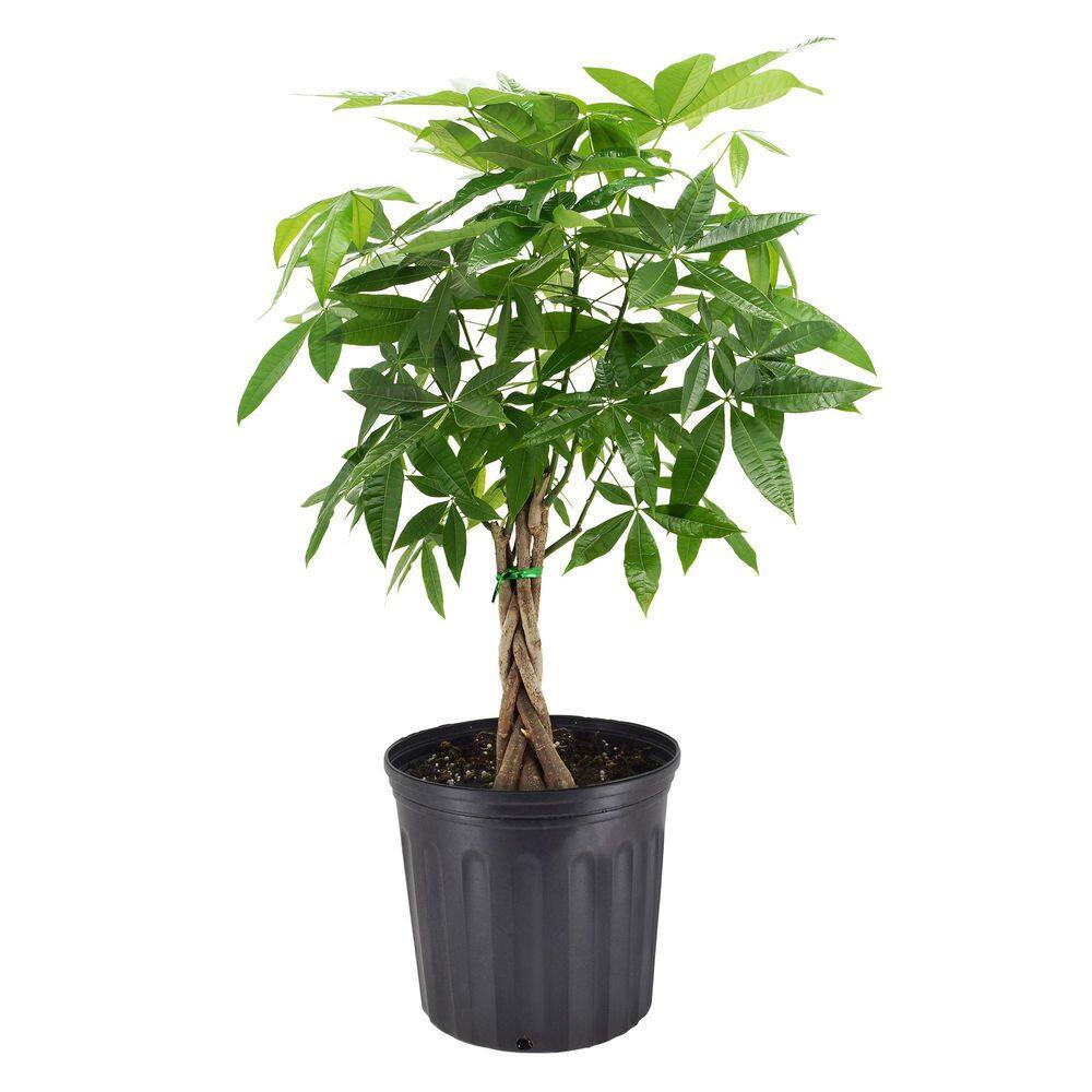 Arcadia Garden Products 10 in. Braided Money Tree Black Plastic Grower Pot LV65