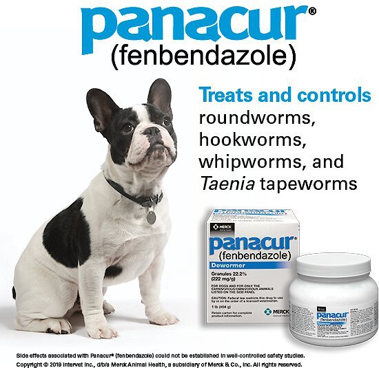 Panacur Powder for Dogs