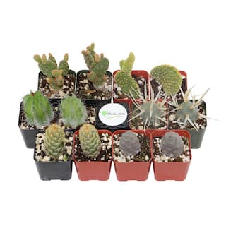 Shop Succulents 2 in. Cactus Collection (Collection of 12) C12