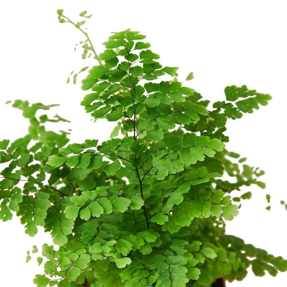 Maidenhair Fern (Adiantum) Plant in 4 in. Grower Pot 4_FERN_MAIDENHAIR