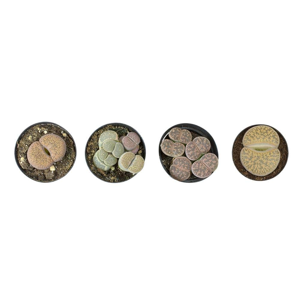 SMART PLANET 2.5 in. Lithops Plant Collection (4-Pack) 0880050