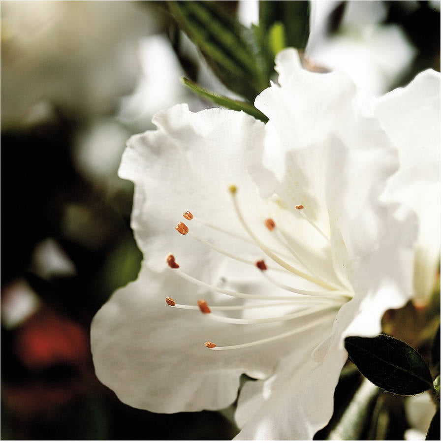 Encore Azalea Autumn Angel (1 Gallon) White Flowering Shrub - Full Sun Live Outdoor Plant