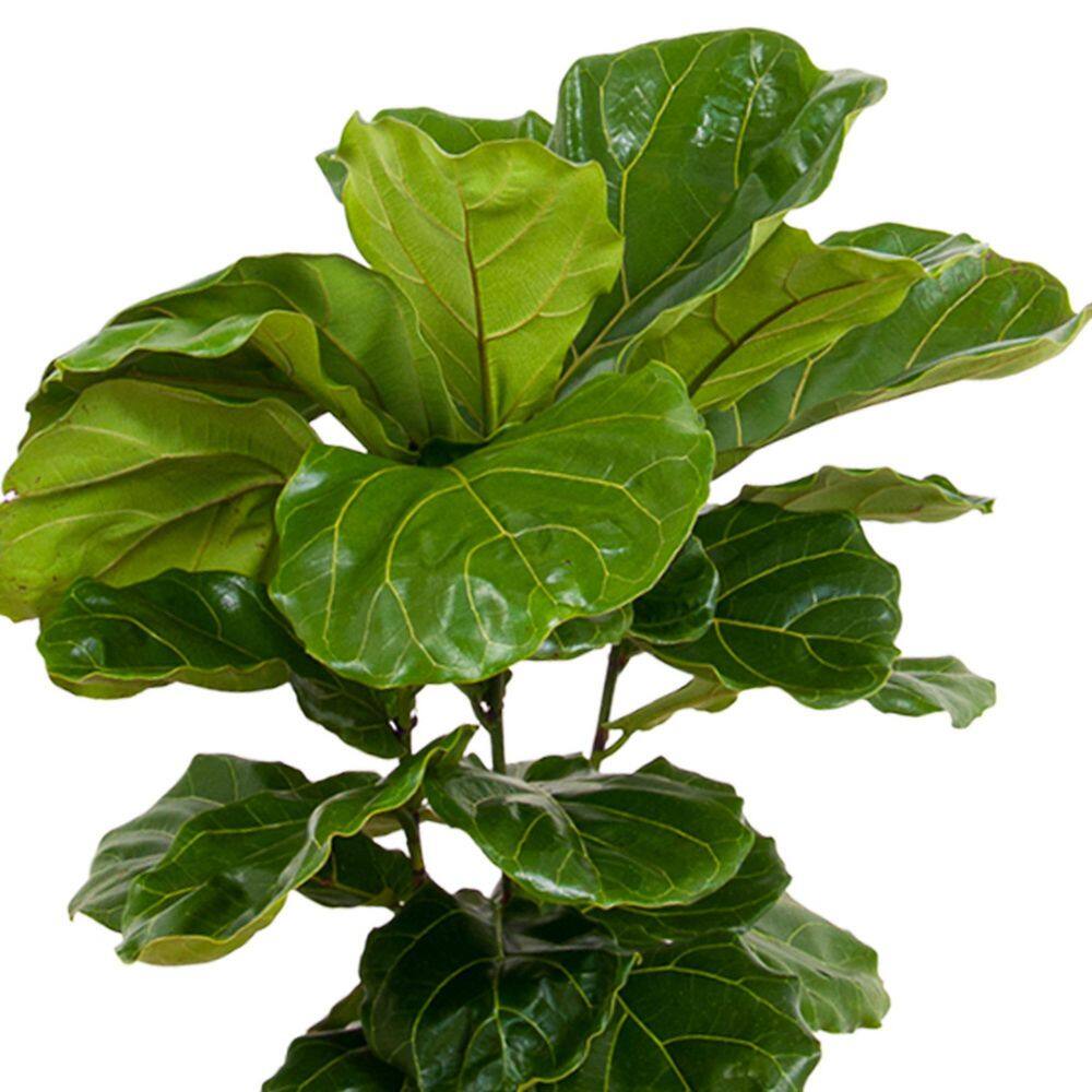 United Nursery Fiddle Leaf Fig Ficus Lyrata Bush Live Indoor Outdoor Plant in 10 inch Premium Sustainable Ecopots Dark Grey Pot FLYRATA10DG