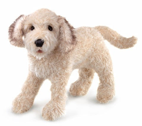 Labradoodle