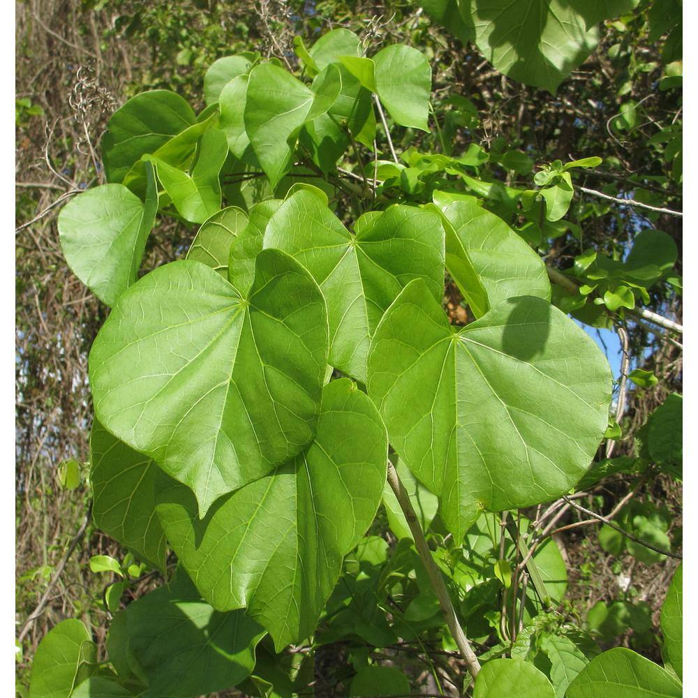Online Orchards Eastern Redbud Tree Bare Root FLRB001