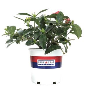 ALTMAN PLANTS Lone Star Growers 8 qt. Jungle Geranium shrub (Ixora Nora Grant) Pink blooms 0872606