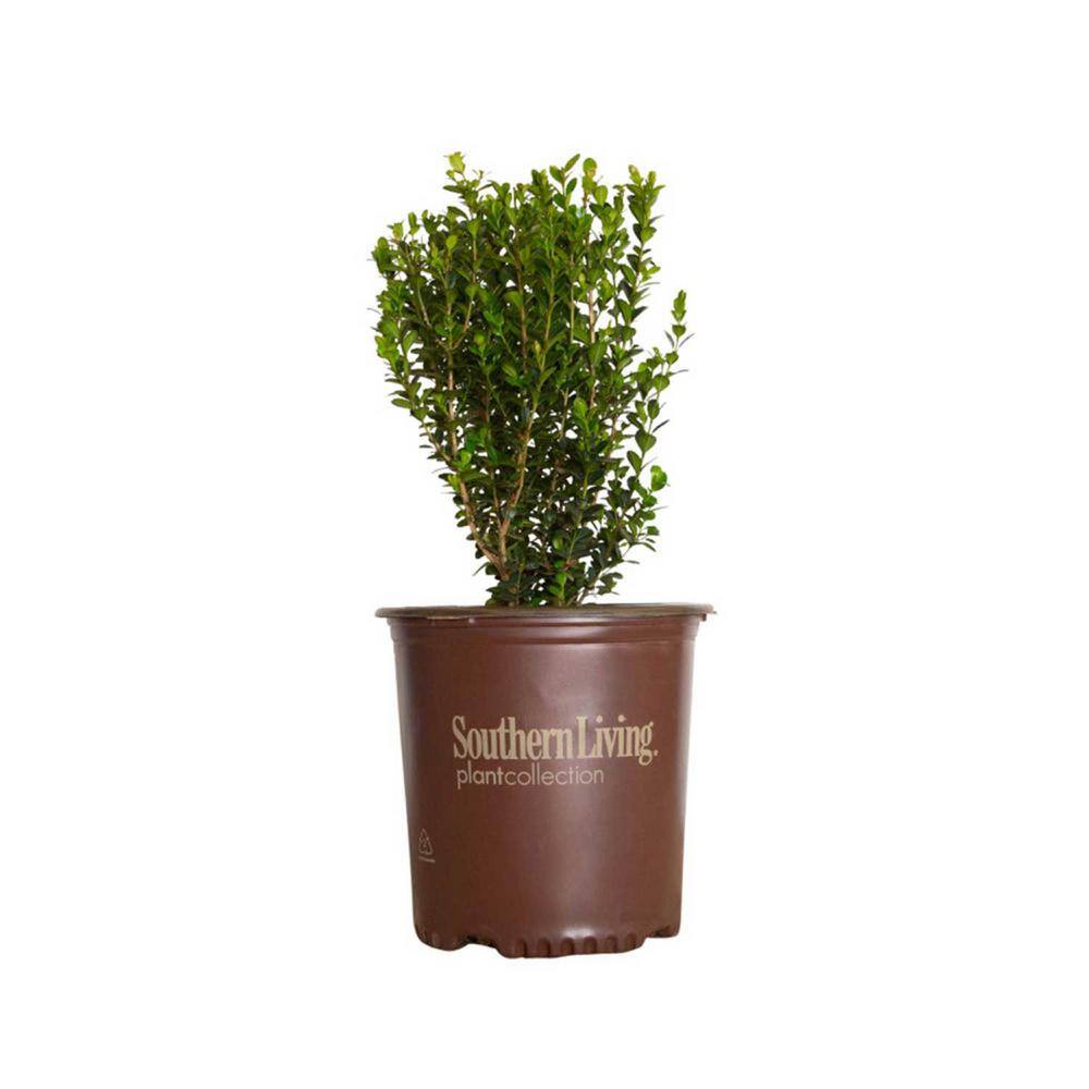 SOUTHERN LIVING 2.5 Qt. Boxwood Baby Gem Live Shrub Plant Glossy Green Foliage 0609Q