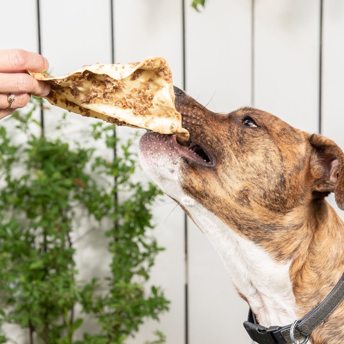 K9warehouse Cow Ears with Bully Sticks Dog Chew Treats