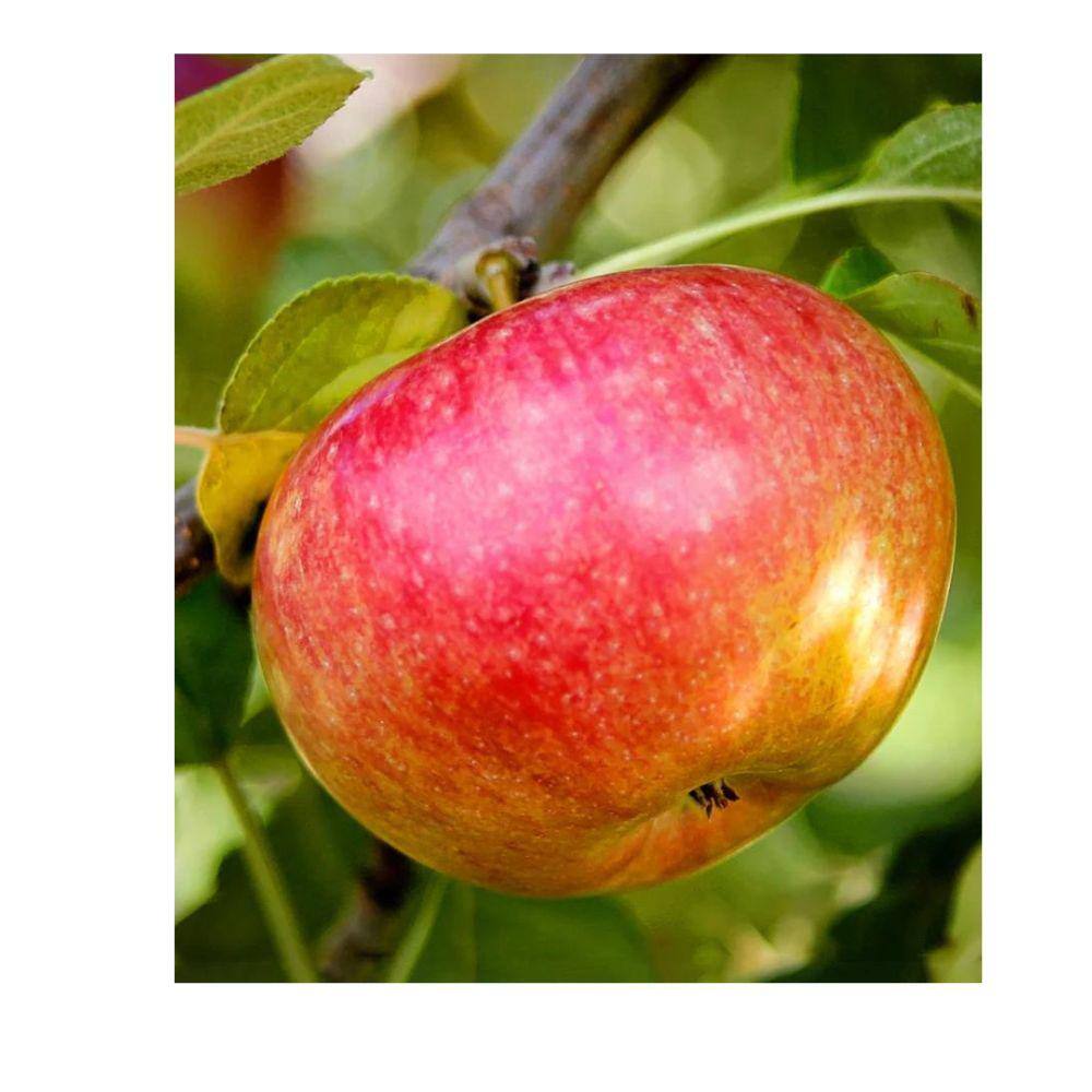 7 Gal. McIntosh Apple Tree APPMCI07G