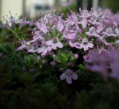 Classy Groundcovers - Thymus serpyllum 'Pink Chintz' T. praecox 'Pink Chintz'， T. praecox ssp. articus 'Pink Chintz' {25 Pots - 3 1/2 inch Square}