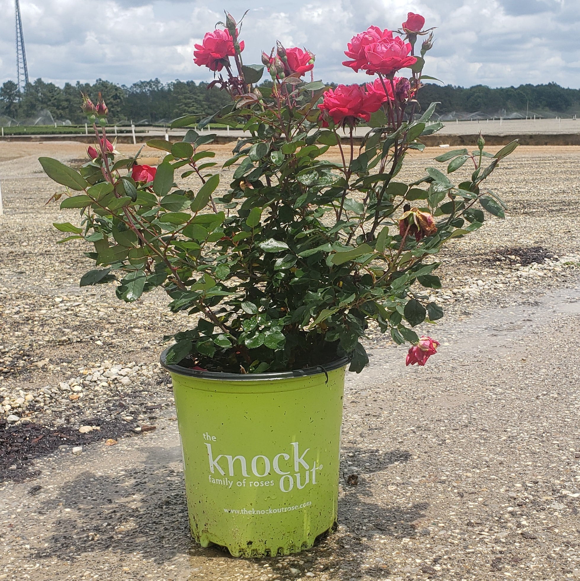 Rose red double knock out (1 gallon) flowering