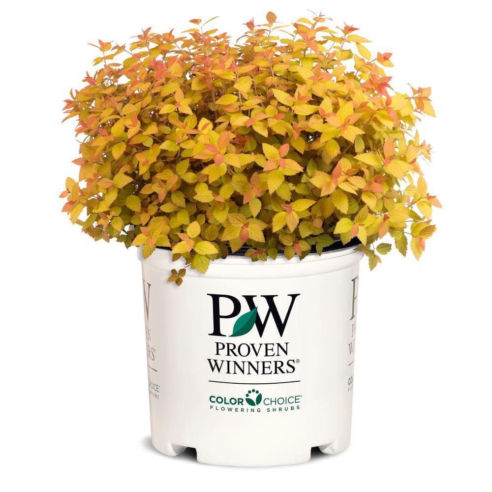 PROVEN WINNERS 2 Gal. Double Play Candy Corn Spirea Shrub with Purple Flowers 16870