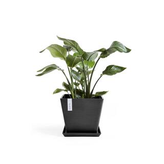 O ECOPOTS BY TPC Rotterdam 16 in. Dark Grey Premium Sustainable Planter (with Saucer) ROTS.40.DG