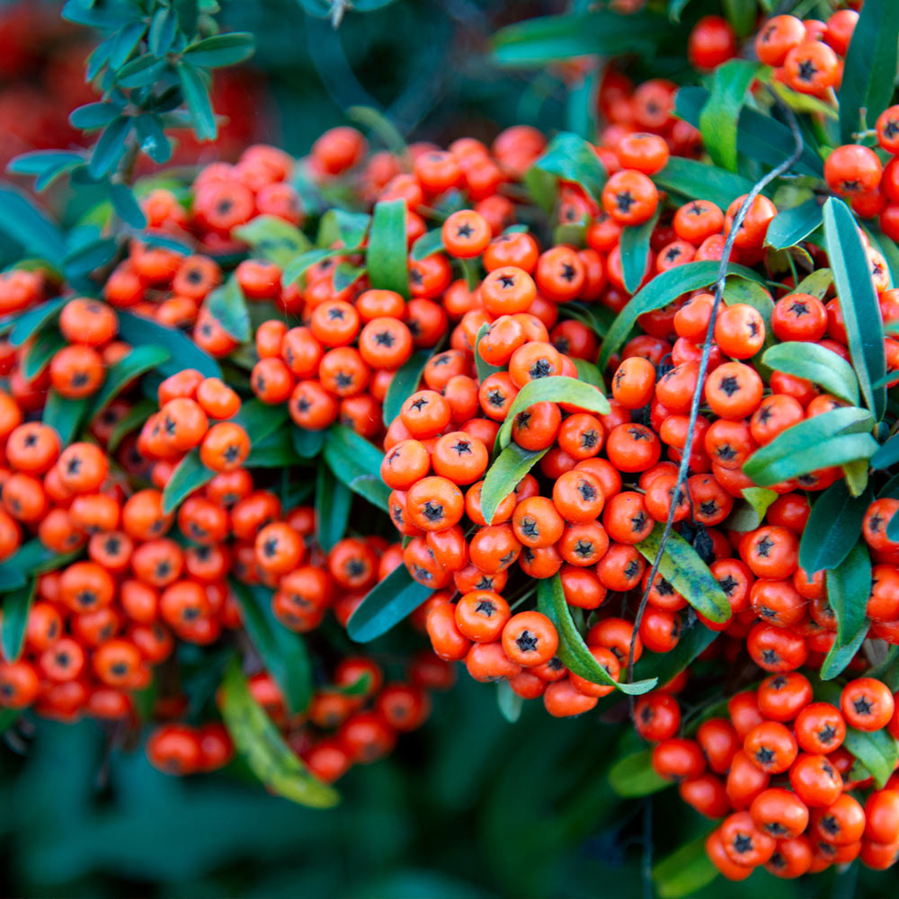 Mohave Pyracantha (Firethorn) Shrub