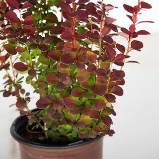 SOUTHERN LIVING 2.5 Qt. Orange Rocket Barberry Live Deciduous Plant Coral to Ruby Red Foliage 0433Q