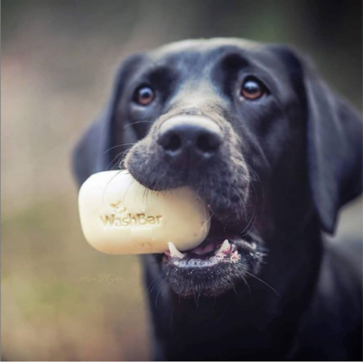 WashBar Manuka Dog Soap Bar