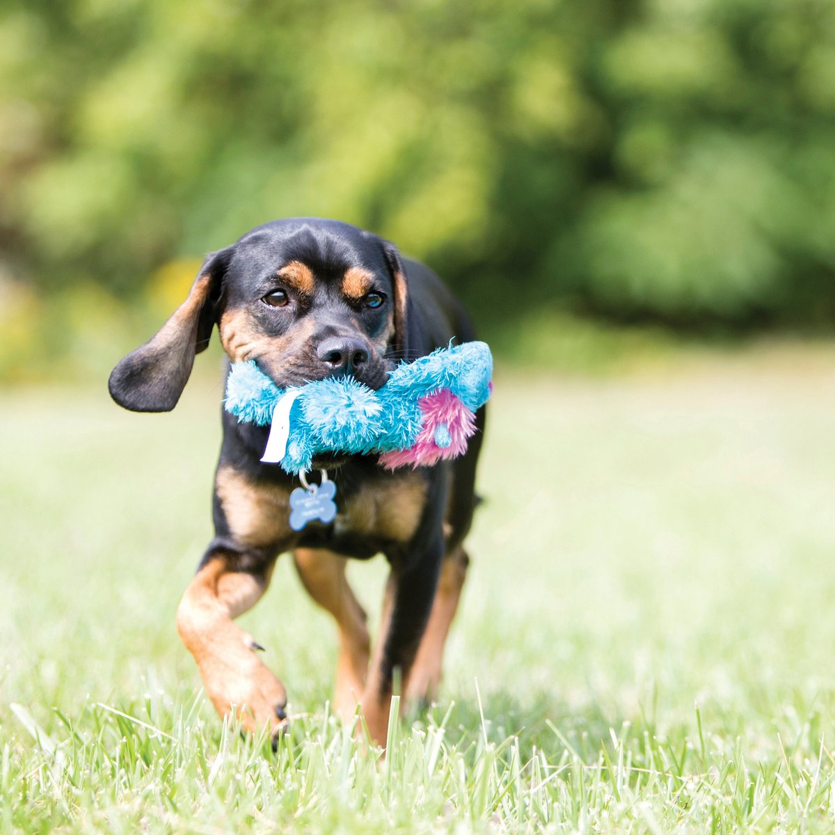 KONG Cozie Spunky the Monkey Dog Toy