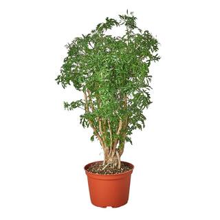 Aralia Ming Stump (Polyscias Fruticosa) Plant in 6 in. Grower Pot 6_ARALIA_MING.STUMP