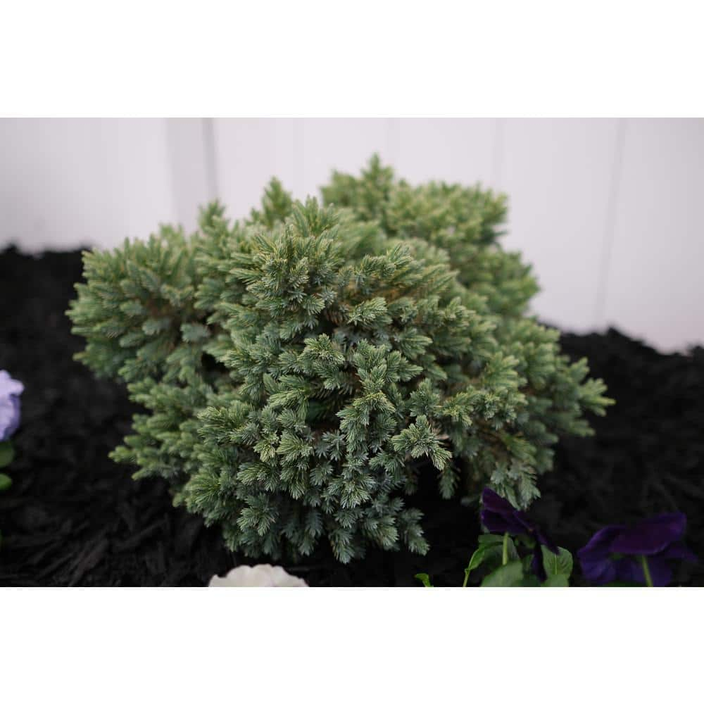 BELL NURSERY 1 Gal. Blue Star Juniper Live Evergreen shrub (1-Pack) JUNIP1BLU1PK