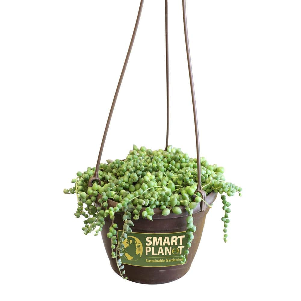 SMART PLANET 6 in. Assorted String of Pearls Hanging Basket Plant 0881004