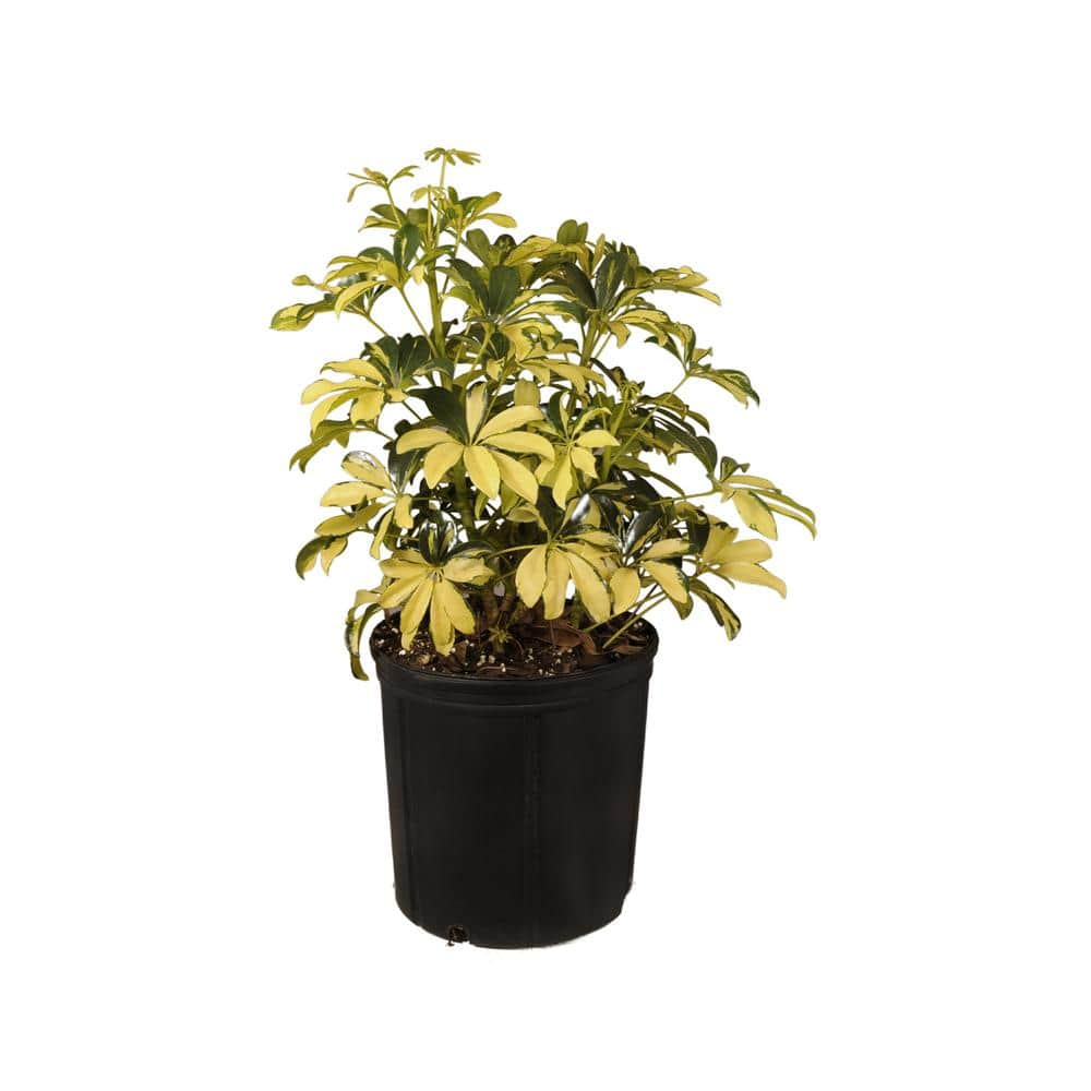 United Nursery Schefflera Trinette Live Umbrella Plant Indoor Outdoor Houseplant in 9.25 in. Grower Pot 21245