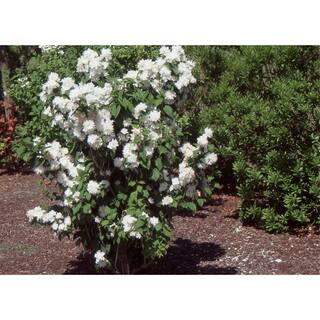Online Orchards 1 Gal Minnesota Snowflake Mock Orange Shrub SBMO001