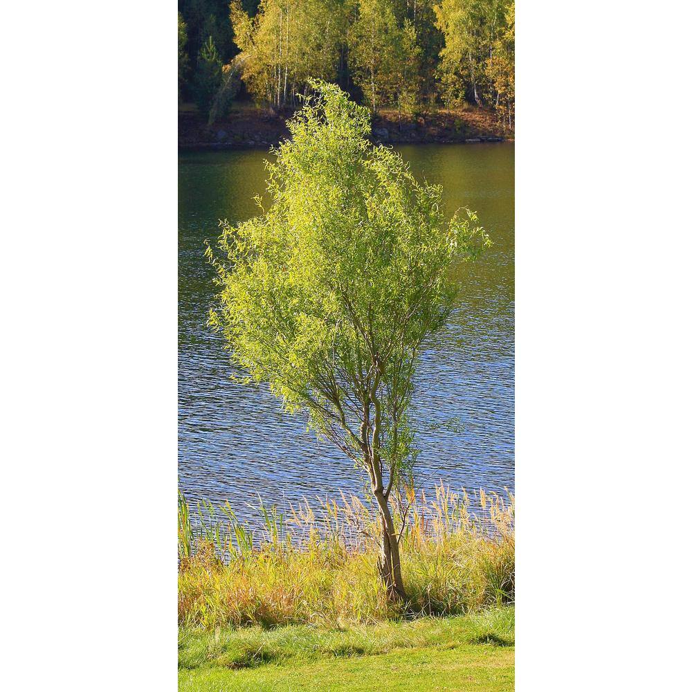 Online Orchards 3 ft. - 4 ft. Tall Bare-Root Corkscrew Willow Tree SHWI003