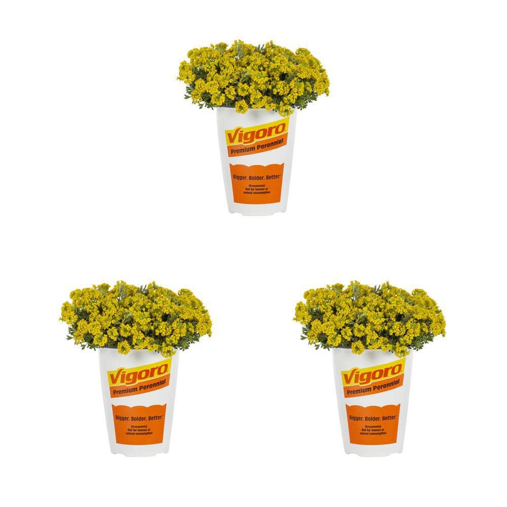 Vigoro 2 qt. Alyssum Sweet Alyssum Golden Spring Yellow Perennial Plant (3-Pack) 78536