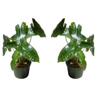 EverGrace 6 in. Philodendron Burle Marx Plant in Grower Pot (2-Pack) 2PKBrlMrx