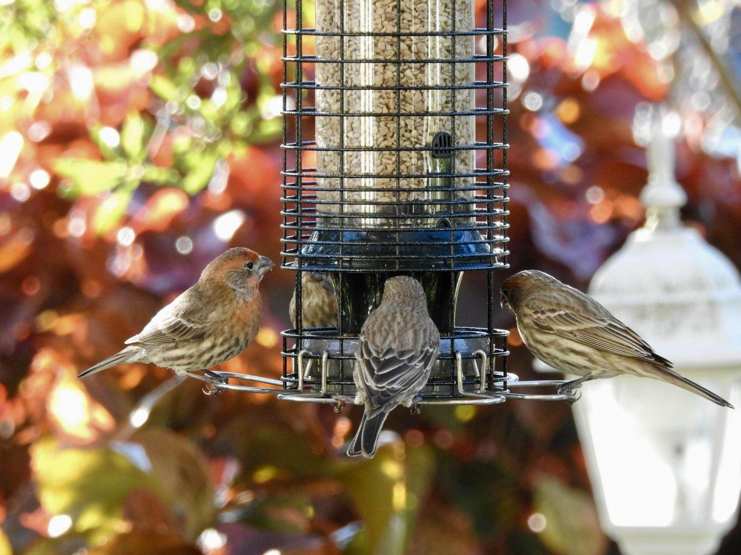 Brome Squirrel Solution150 SquirrelProof Bird Feeder Green 4 Perches Free Seed Funnel 26 lb Capacity  Crowdfused