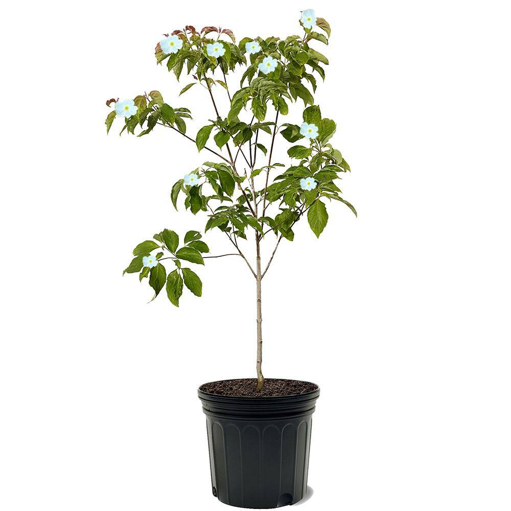 7 Gal. White Flowering Dogwood Tree DOGWHI07G