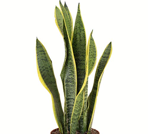 Home Botanicals | Live Sansevieria Laurentii House Plant in 6