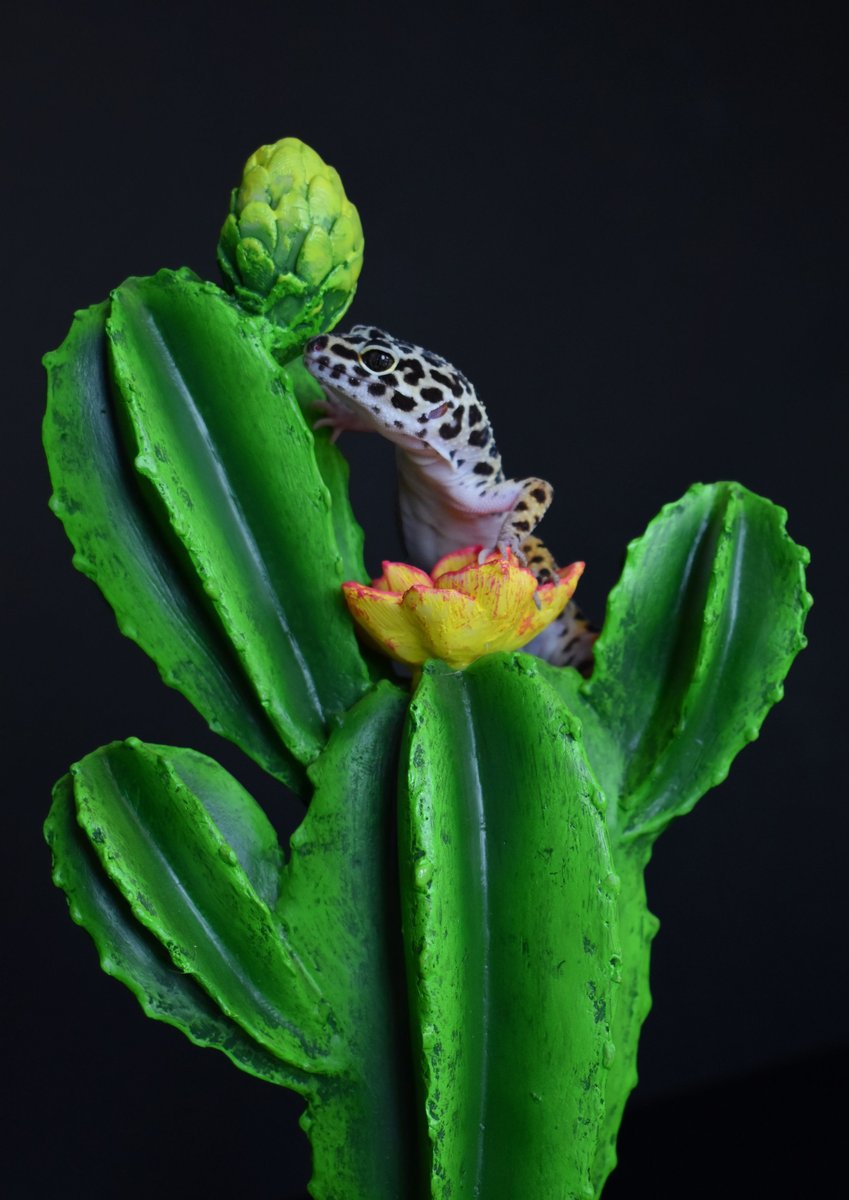 Komodo Cactus Flower Reptile Ornament， Green