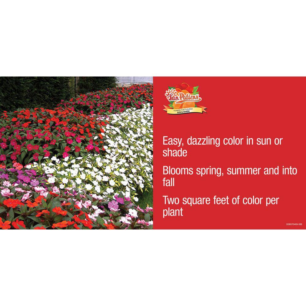 SunPatiens 1 Gal. Compact White SunPatiens Impatiens Outdoor Annual Plant with White Flowers (2-Plants) DC1GSUNWHIT2