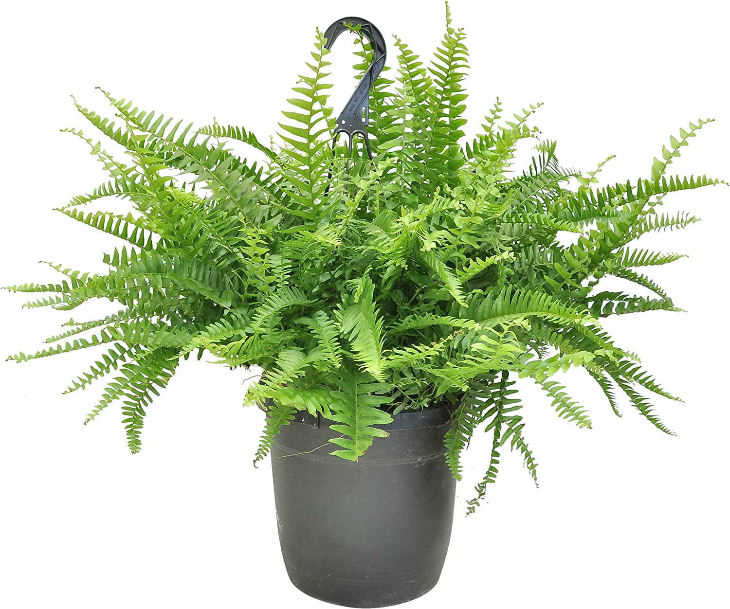 Costa Farms Boston Fern, Nephrolepis exaltata, Live Plant, 2-Feet Tall and Wide, Ships in Grow Pot with Hanger, Fresh From Our Farm, Excellent Gift