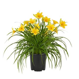 METROLINA GREENHOUSES 2 QT. Yellow Stella D'oro Daylily Perennial Plant (3-Pack) 4029