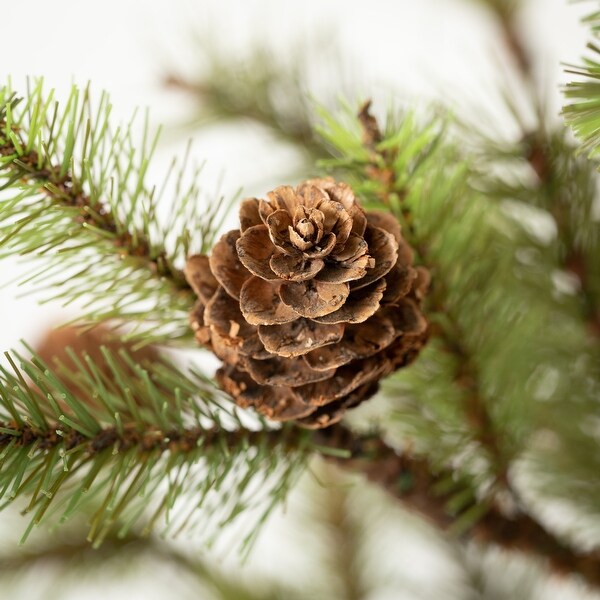 Sullivans Pinecone Tree In Burlap，Green