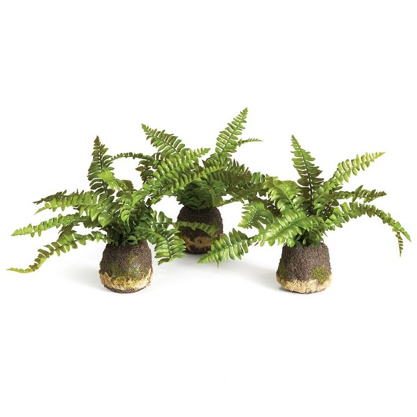 Boston Fern DropIns，Set Of 3