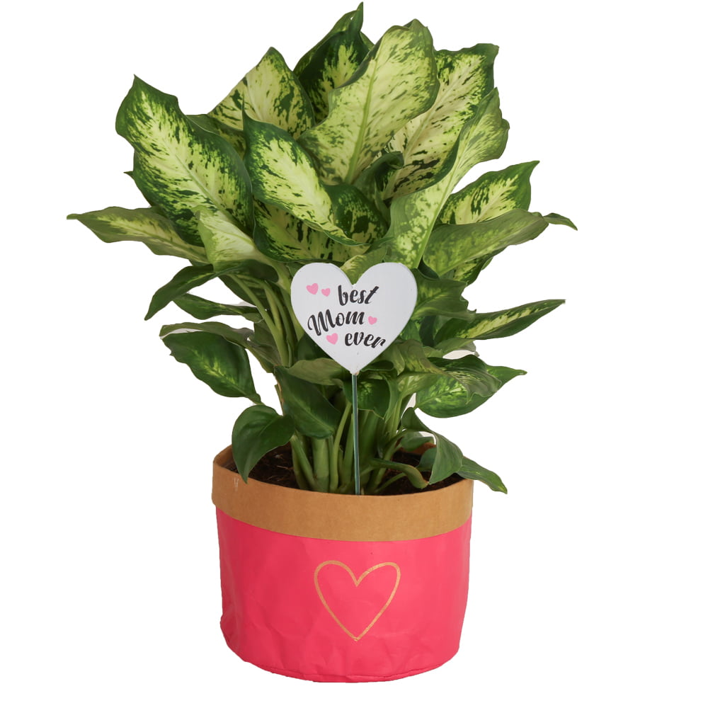 Costa Farms  Live Indoor 12in. Tall Green Dieffenbachia; Bright， Indirect Sunlight Plant in 6in. Décor Pot