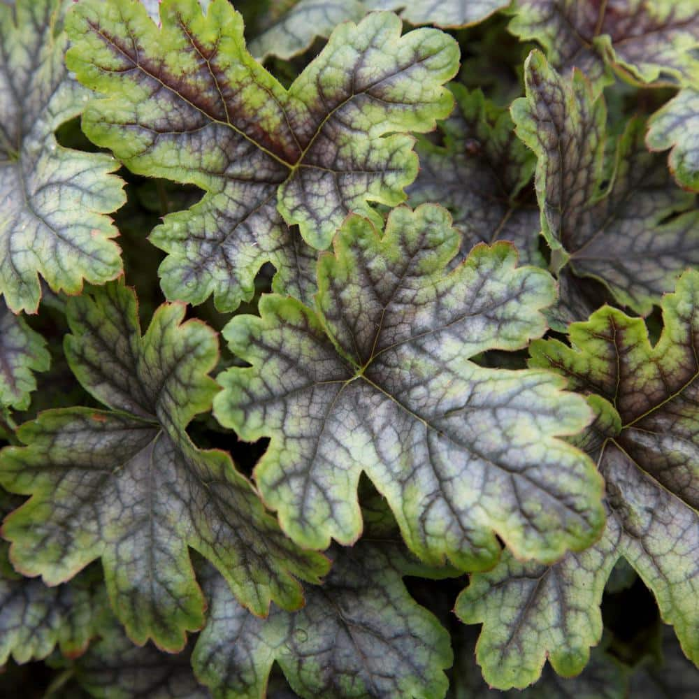 SOUTHERN LIVING 2.5 Qt. Tapestry Heucherella Live Perennial Plant Multi-color Foliage 2394Q