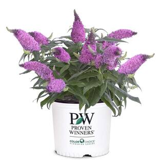 PROVEN WINNERS 2 Gal. Pugster Pinker Buddleia Shrub with Rick Pink Flowers 15653