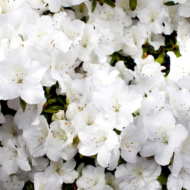 Encore Azalea Autumn 'angel' 3gal U.s.d.a. Hardiness Zones 7-10 - 1pc - National Plant Network