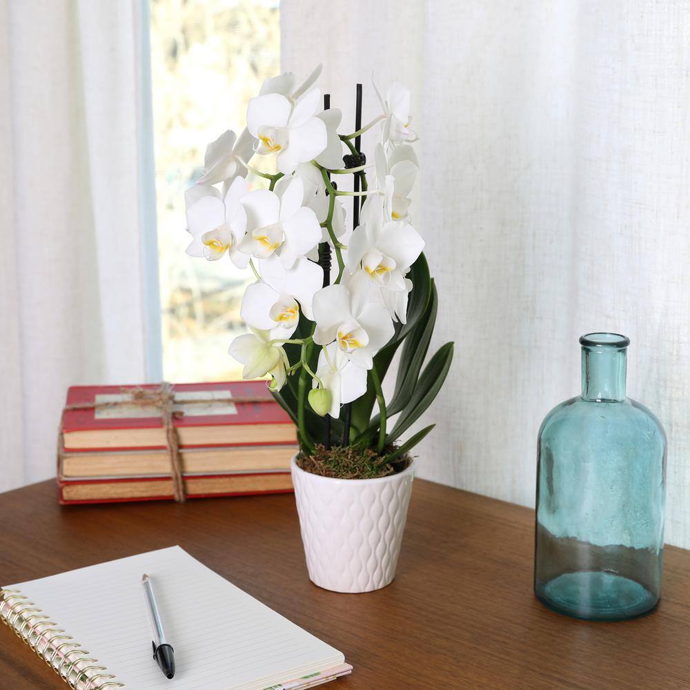 Just Add Ice Orchid (Phalaenopsis) Petite White with Yellow Throat Plant in 3 in. White Ceramic Pottery J5004