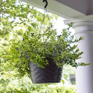 BUSHEL AND BERRY 10 in. Bushel and Berry Midnight Cascade Fruit Bearing Potted Blueberry Plant in Hanging Basket O8913H1