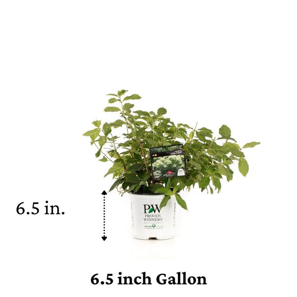 PROVEN WINNERS 1 Gal. Little Lime Hardy Hydrangea (Paniculata) Live Shrub Green to Pink Flowers HYDPRC1076101