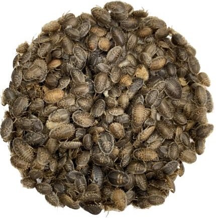 ABDragons Small Dubia Roaches Small Pet and Reptile Food