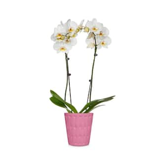 Holiday 5 in. Orchid in Ceramic Pot 402862