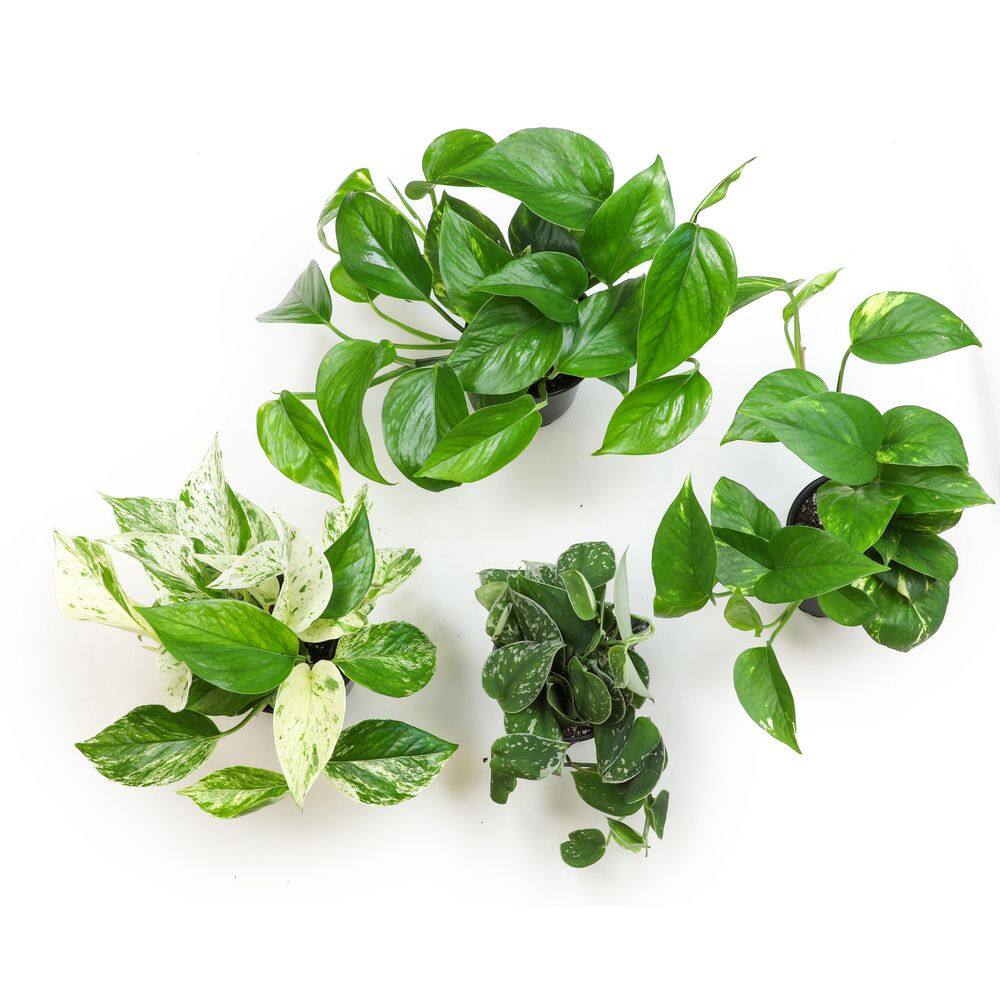 ALTMAN PLANTS 4.25 in. Pothos Asst (4-Pack) 0872700