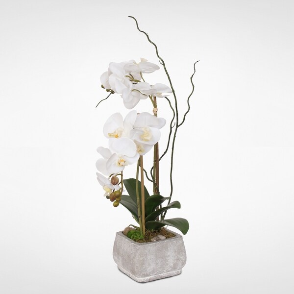 Real Touch Cream White Phalaenopsis Orchids